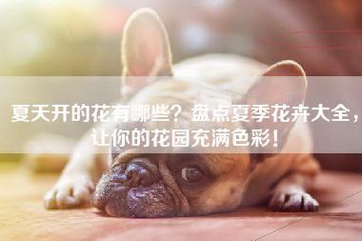 夏天开的花有哪些？盘点夏季花卉大全，让你的花园充满色彩！
