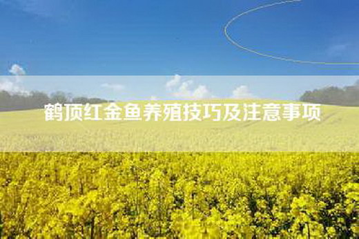 鹤顶红金鱼养殖技巧及注意事项