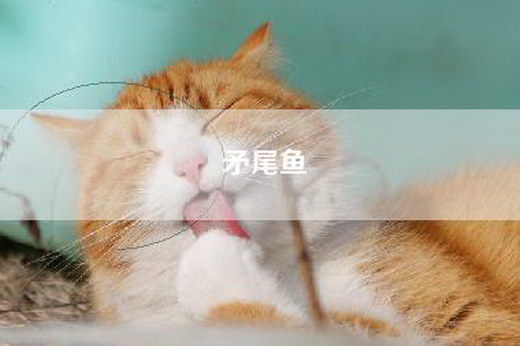 矛尾鱼