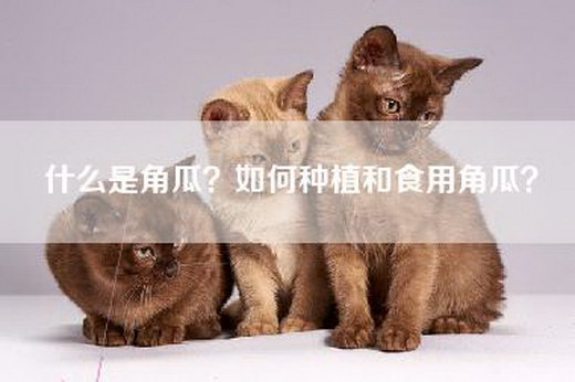 什么是角瓜？如何种植和食用角瓜？