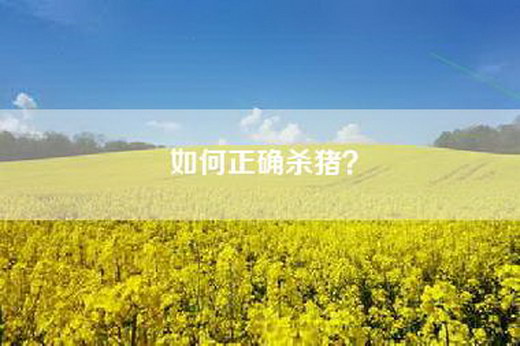如何正确杀猪？