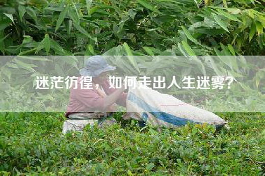 迷茫彷徨，如何走出人生迷雾？