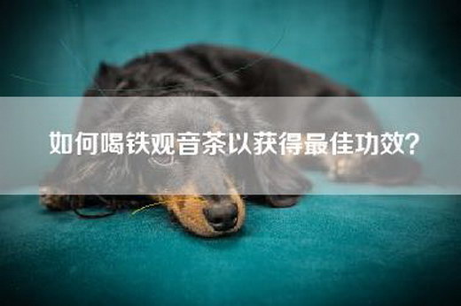 如何喝铁观音茶以获得最佳功效？