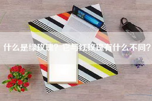 什么是绿玫瑰？它与红玫瑰有什么不同？