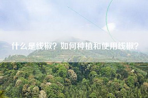 什么是线椒？如何种植和使用线椒？