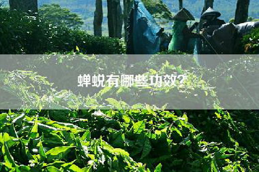 蝉蜕有哪些功效？