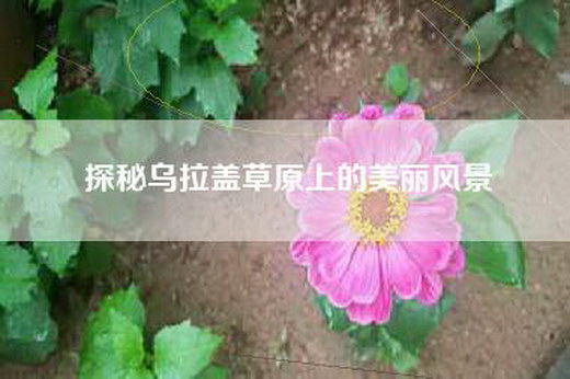 探秘乌拉盖草原上的美丽风景