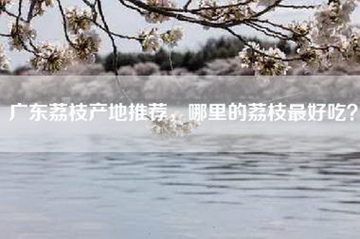 广东荔枝产地推荐，哪里的荔枝最好吃？