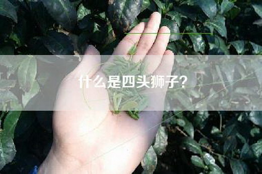 什么是四头狮子？