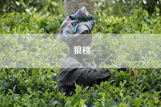 狼桃