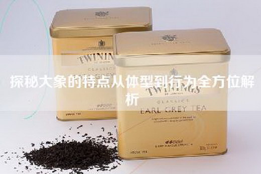 探秘大象的特点从体型到行为全方位解析