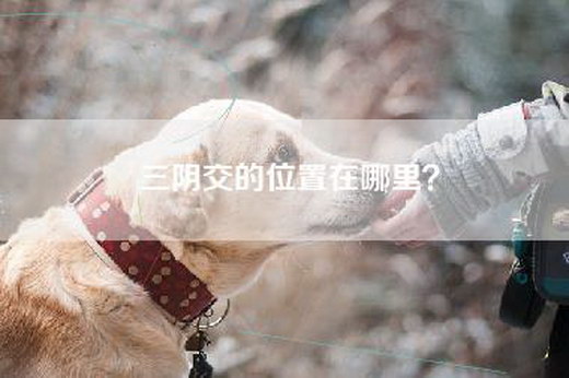 三阴交的位置在哪里？