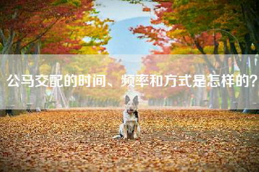 公马交配的时间、频率和方式是怎样的？