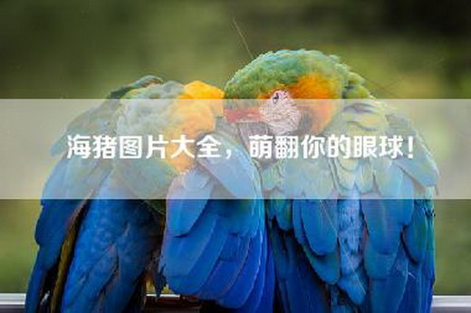 海猪图片大全，萌翻你的眼球！