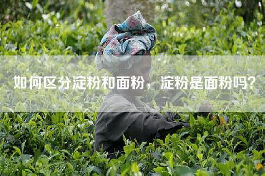 如何区分淀粉和面粉，淀粉是面粉吗？