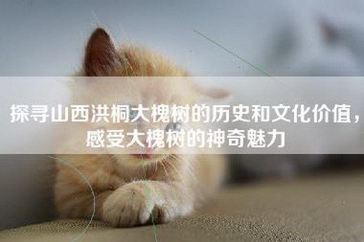 探寻山西洪桐大槐树的历史和文化价值，感受大槐树的神奇魅力