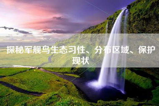 探秘军舰鸟生态习性、分布区域、保护现状