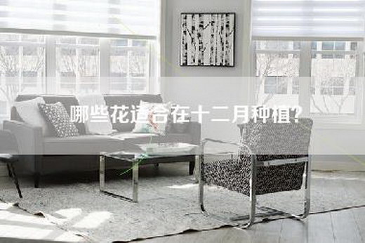 哪些花适合在十二月种植？