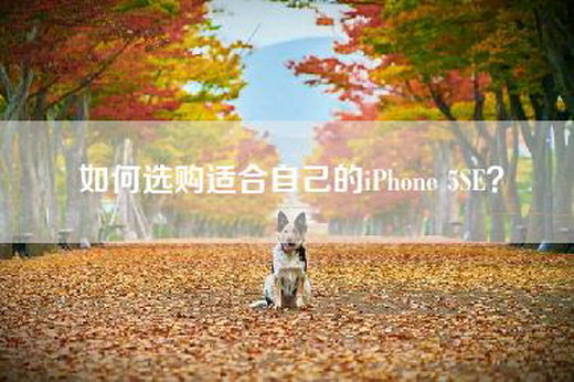 如何选购适合自己的iPhone 5SE？