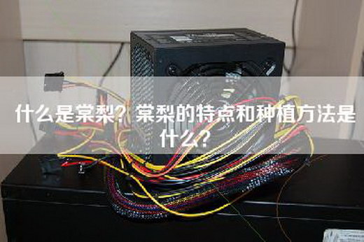 什么是棠梨？棠梨的特点和种植方法是什么？