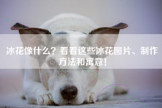 冰花像什么？看看这些冰花图片、制作方法和寓意！