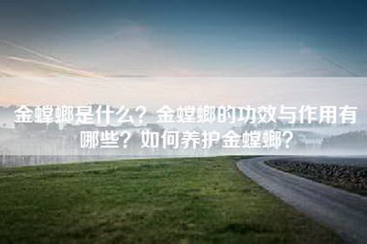 金螳螂是什么?金螳螂的功效与作用有哪些?如何养护金螳螂?