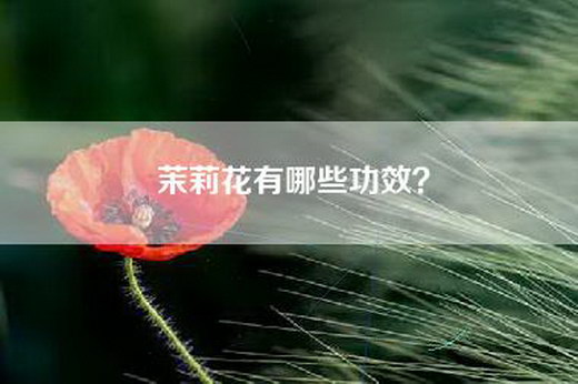 茉莉花有哪些功效？