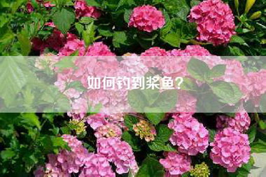 如何钓到桨鱼？