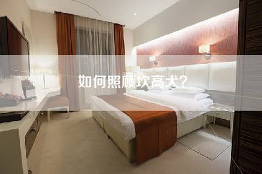 如何照顾坎高犬？