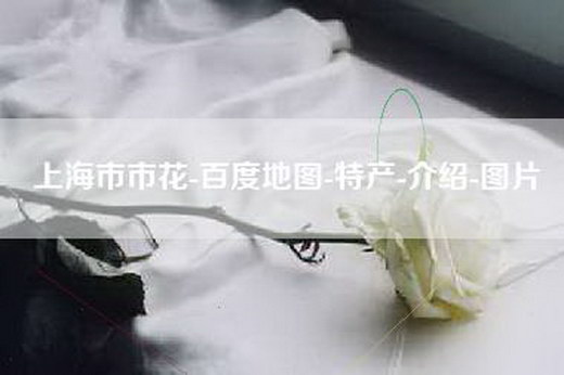 上海市市花-百度地图-特产-介绍-图片