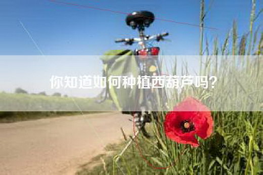 你知道如何种植西葫芦吗？