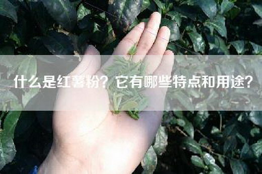 什么是红薯粉？它有哪些特点和用途？