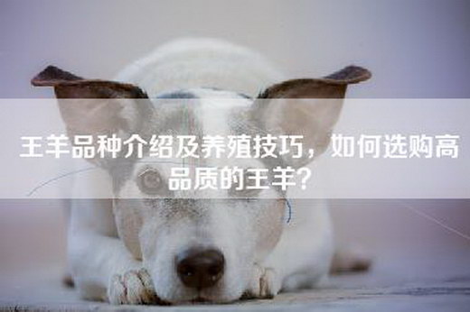 王羊品种介绍及养殖技巧,如何选购高品质的王羊? 王羊品种介绍及养殖技巧,如何选购高品质的王羊?