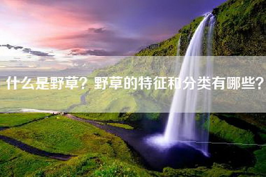 什么是野草?野草的特征和分类有哪些? 什么是野草?野草的特征和分类有哪些?