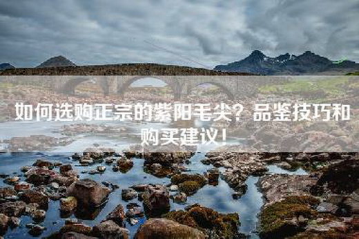 如何选购正宗的紫阳毛尖？品鉴技巧和购买建议！