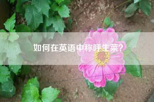 如何在英语中称呼生菜? 如何在英语中称呼生菜?