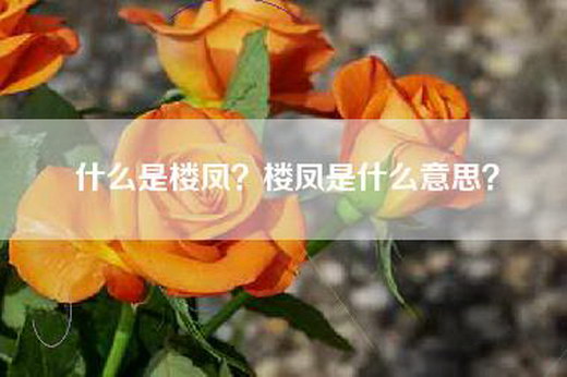 什么是楼凤?楼凤是什么意思? 什么是楼凤?楼凤是什么意思?