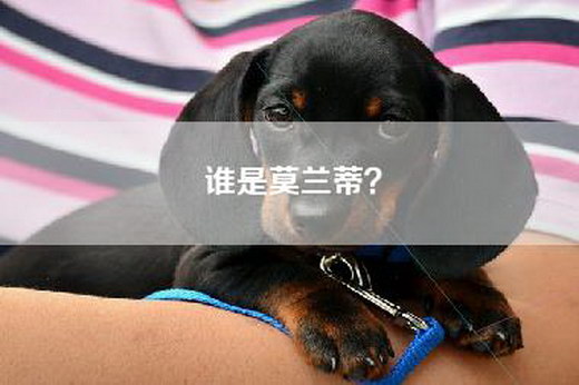 谁是莫兰蒂? 谁是莫兰蒂?