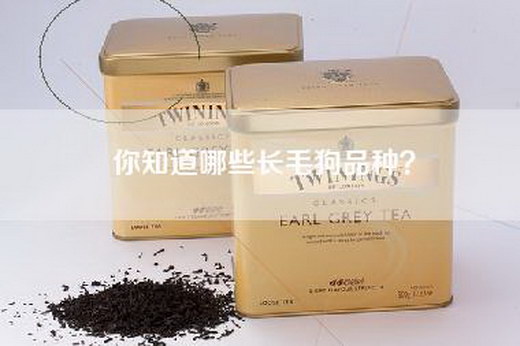 你知道哪些长毛狗品种？