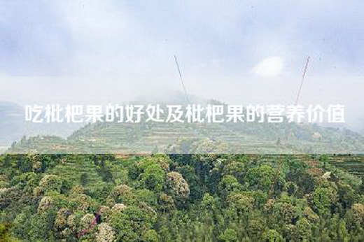 吃枇杷果的好处及枇杷果的营养价值