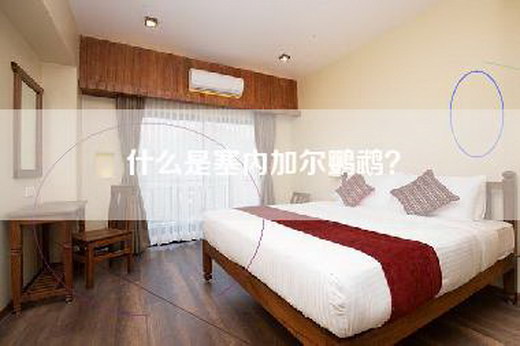 什么是塞内加尔鹦鹉？