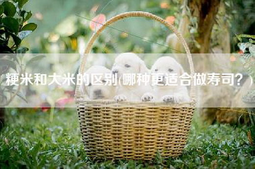 粳米和大米的区别(哪种更适合做寿司？)