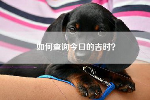 如何查询今日的吉时？