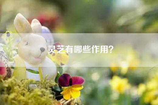 灵芝有哪些作用？